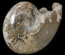 Polished Cretaceous Ammonite Fossil - Khenifra, Morocco #35294-2